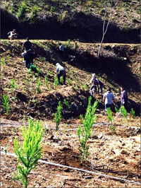 福島市佐原地区の「東芝の森（福島）」での植林活動